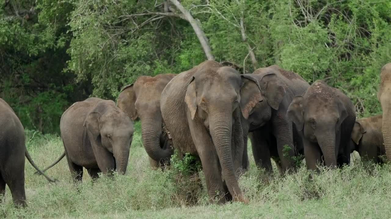 Stock Video A Herd Of Elephants Grazing In The Wild Live Wallpaper For PC