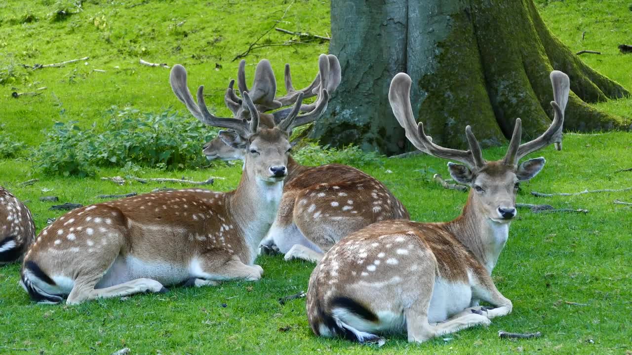 Stock Video A Herd Of Deers Laying In The Grass Under A Live Wallpaper For PC
