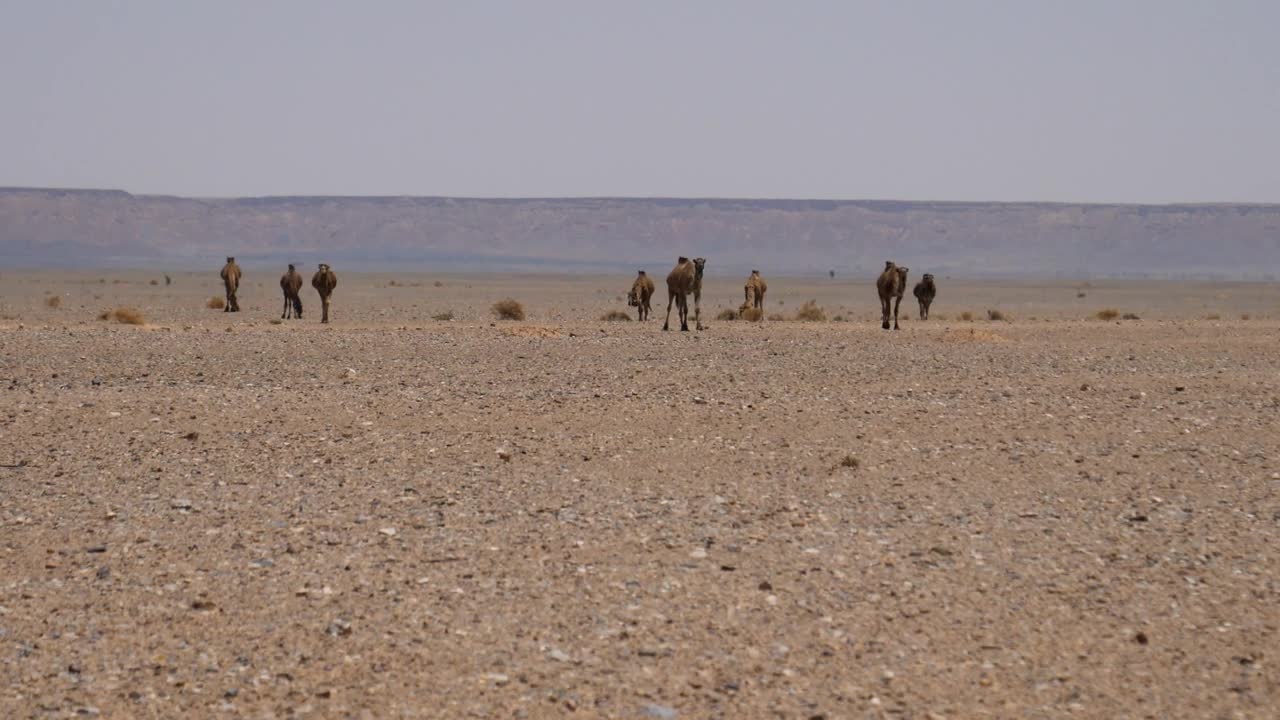 Stock Video A Herd Of Camels Walking In The Desert Live Wallpaper For PC