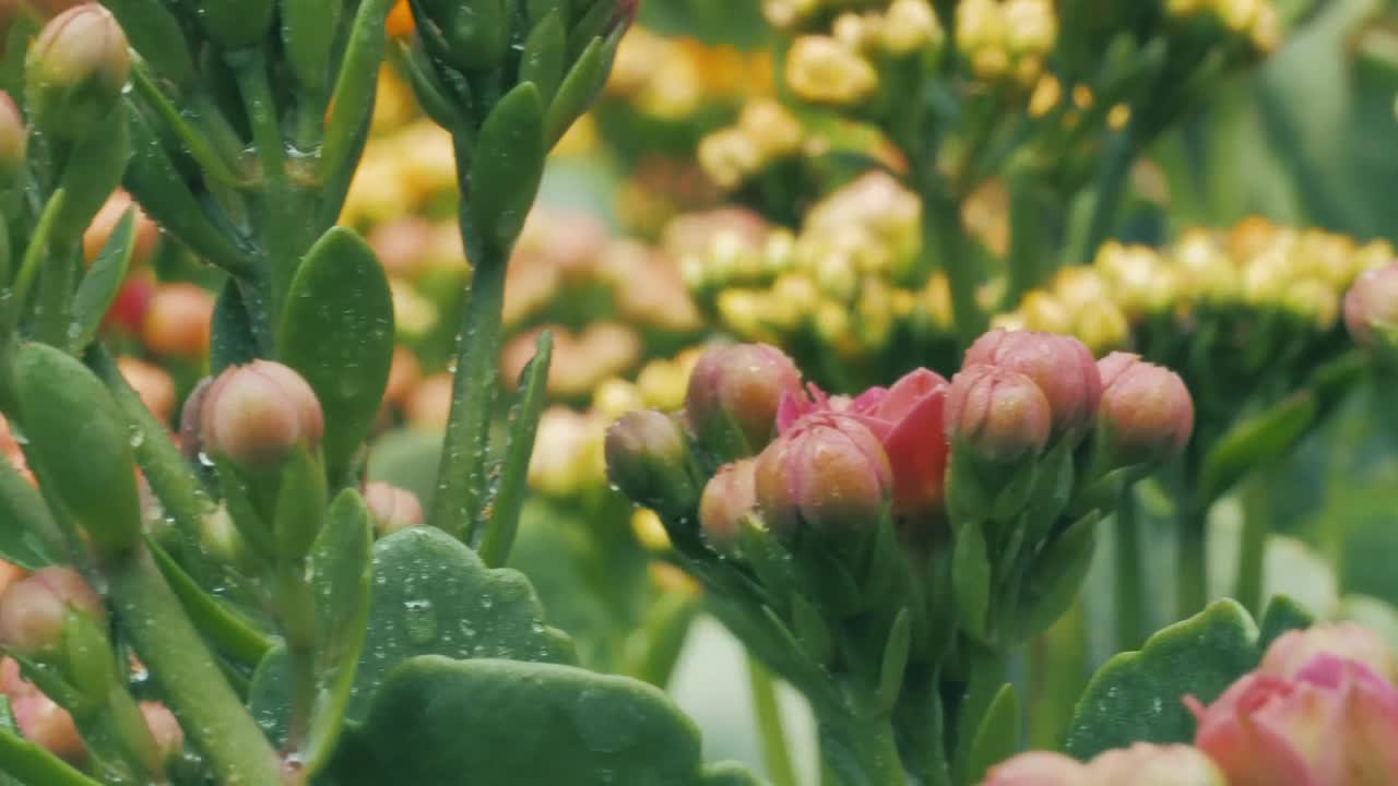 Stock Video Bunches Of Unopened Flowers Live Wallpaper For PC