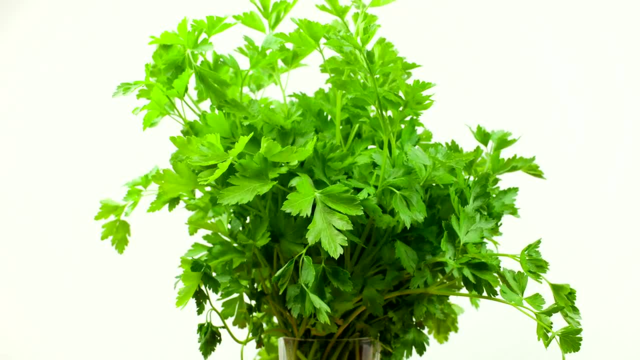 Stock Video Bunch Of Parsley Live Wallpaper For PC