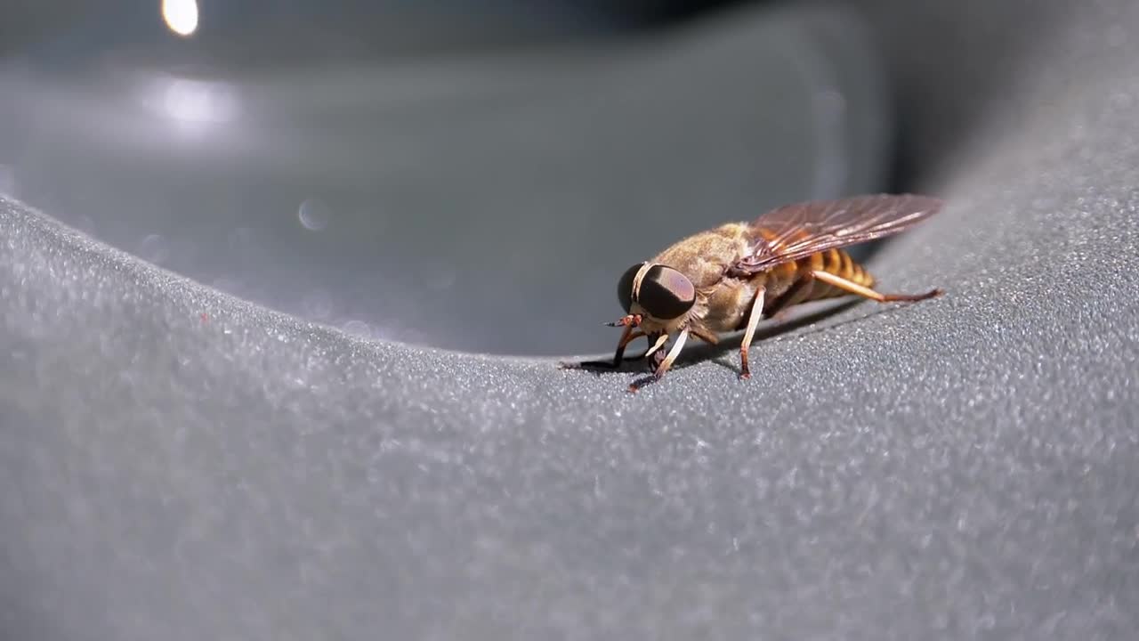 Stock Video Bumblebee Macro Close Up Live Wallpaper For PC