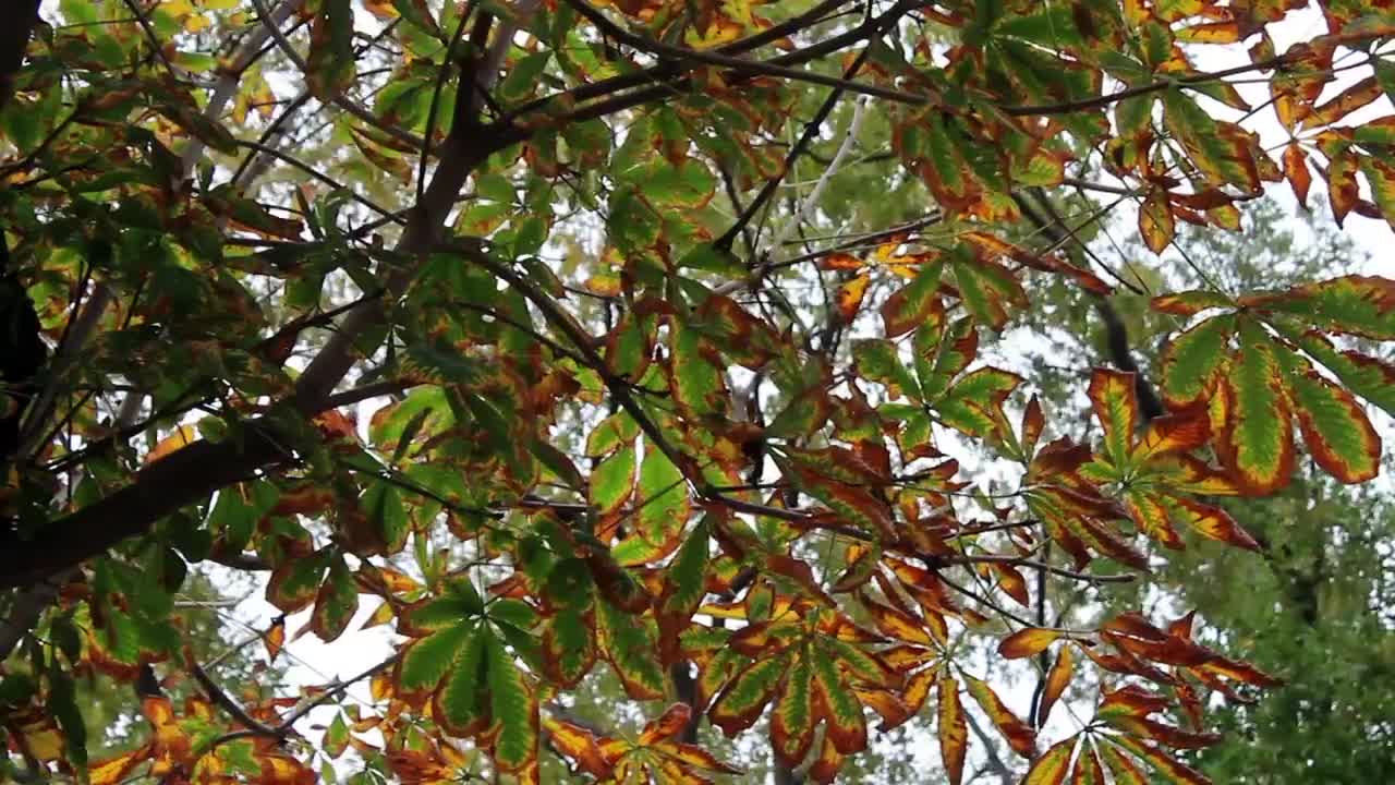 Stock Video Branches And Leaves Of A Tree Low View Live Wallpaper For PC