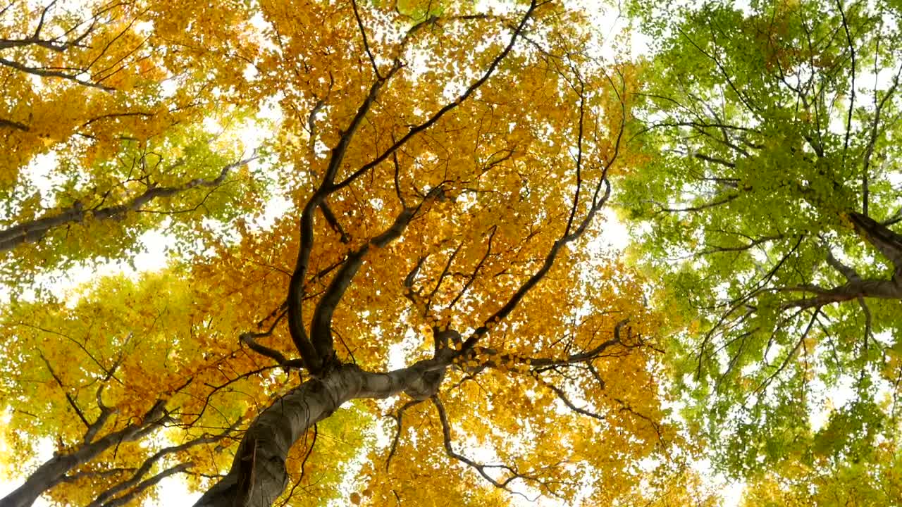 Stock Video Bottom View Of Autumn Trees Moved By The Wind Live Wallpaper For PC