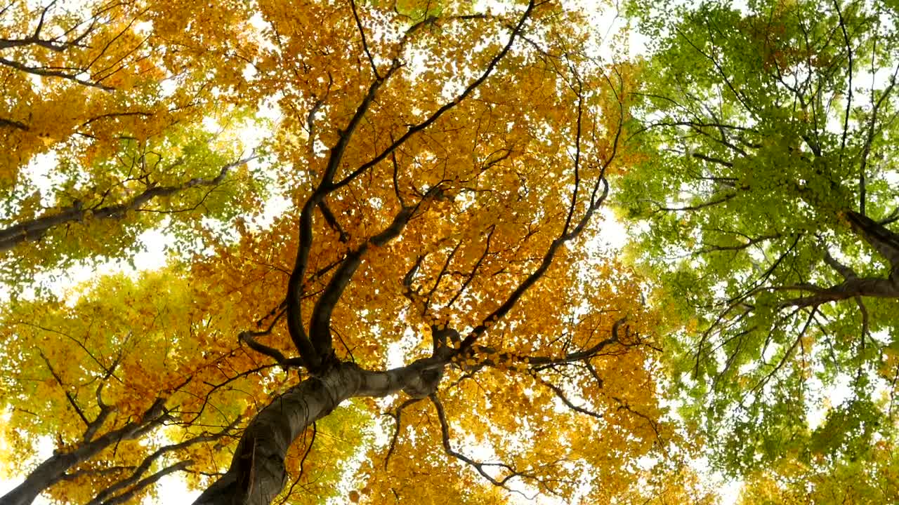 Stock Video Bottom View Of Autumn Trees Live Wallpaper For PC