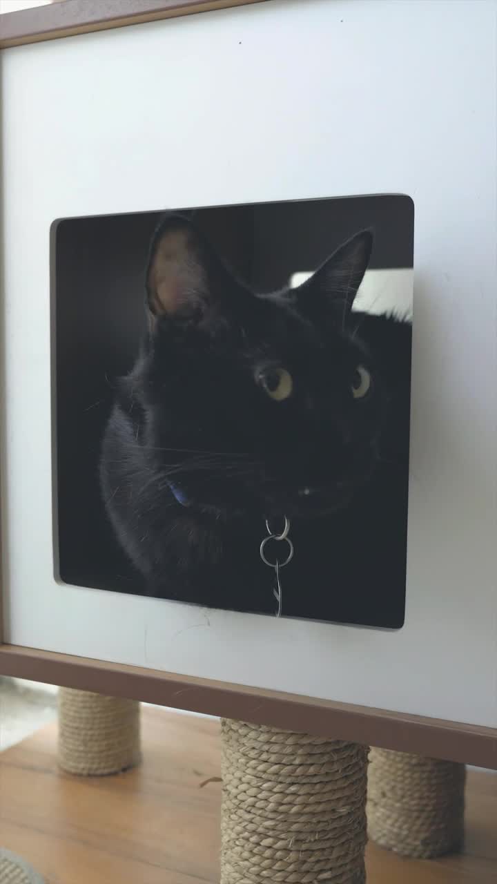 Stock Video Black Cat In A Cat House Live Wallpaper For PC