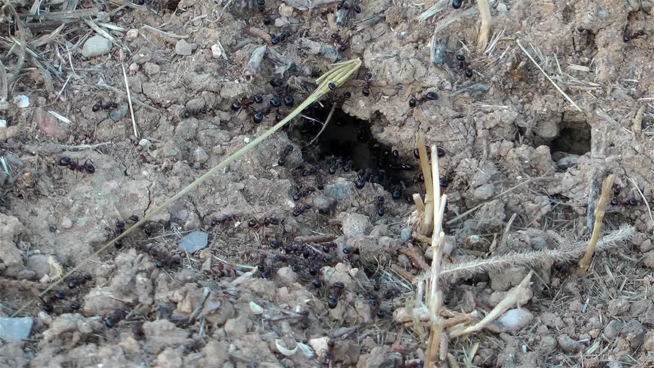 Stock Video Black Ants Close Up Live Wallpaper For PC
