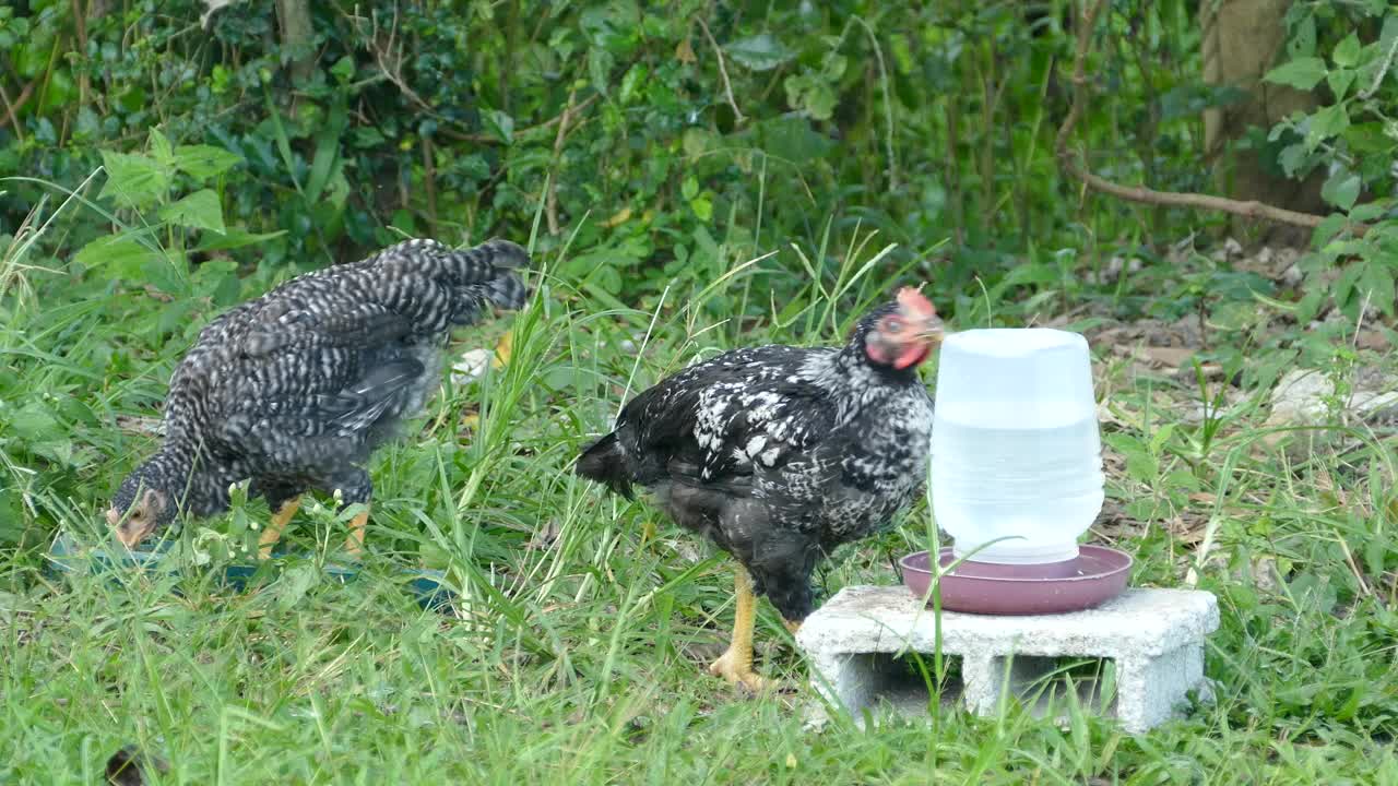Stock Video Black And White Chickens At A Farm Live Wallpaper For PC