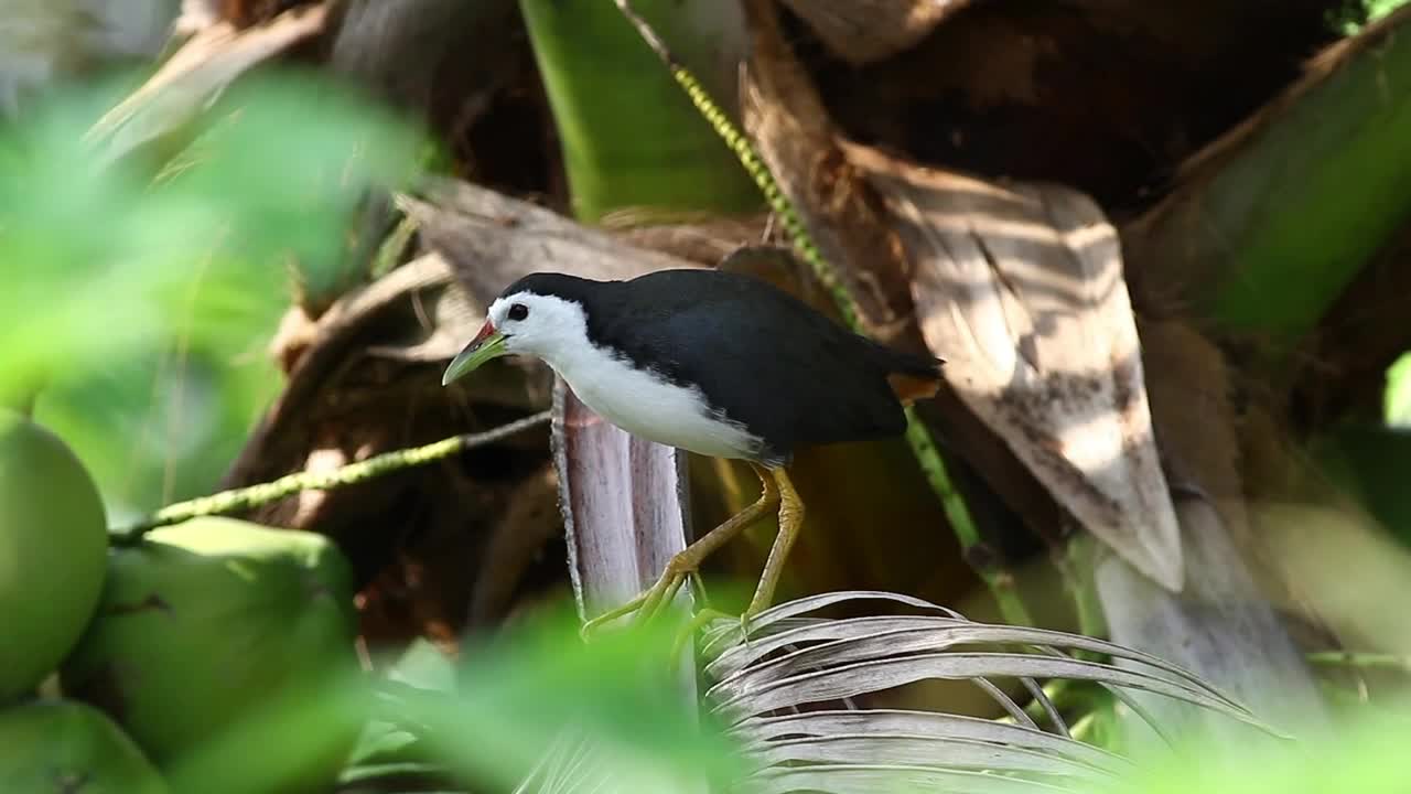 Stock Video Black And White Bird On A Fern Live Wallpaper For PC
