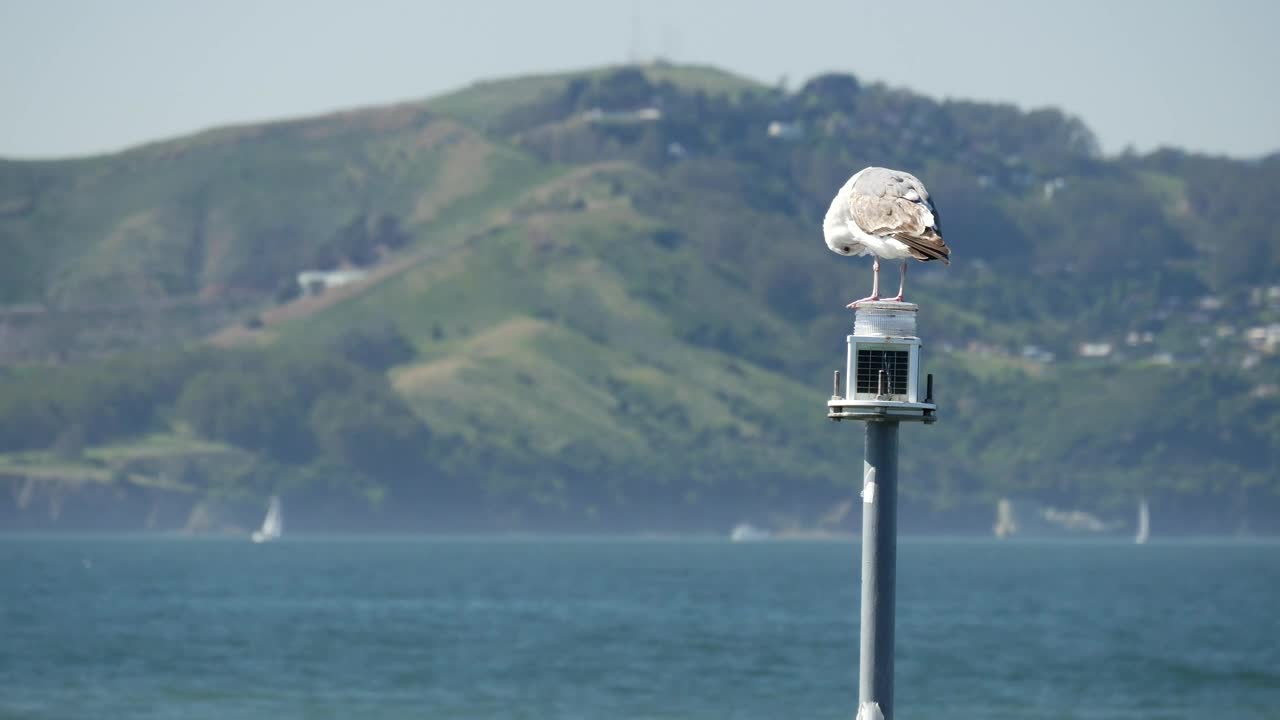 Stock Video Bird Standing On A Pole By The Lake Live Wallpaper For PC