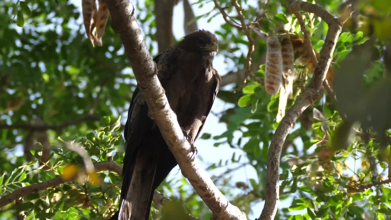 Stock Video Bird Resting In A Tree Live Wallpaper For PC