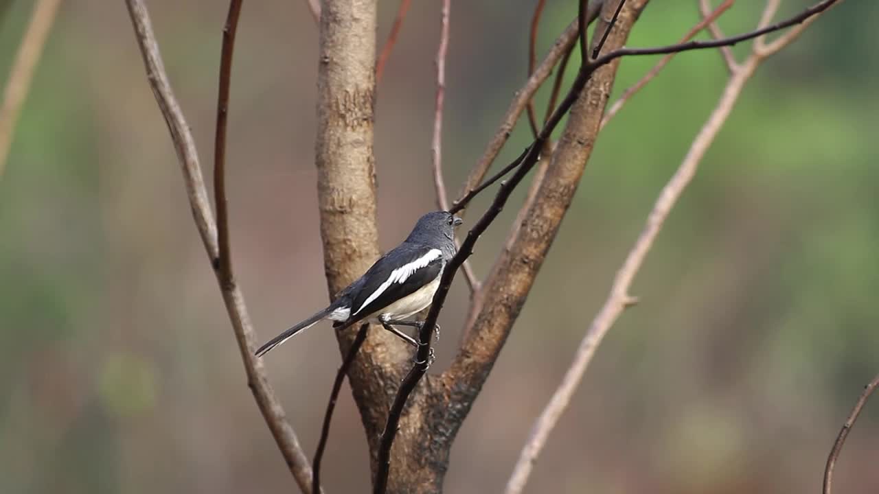 Stock Video Bird Looking Towards The Camera Live Wallpaper For PC