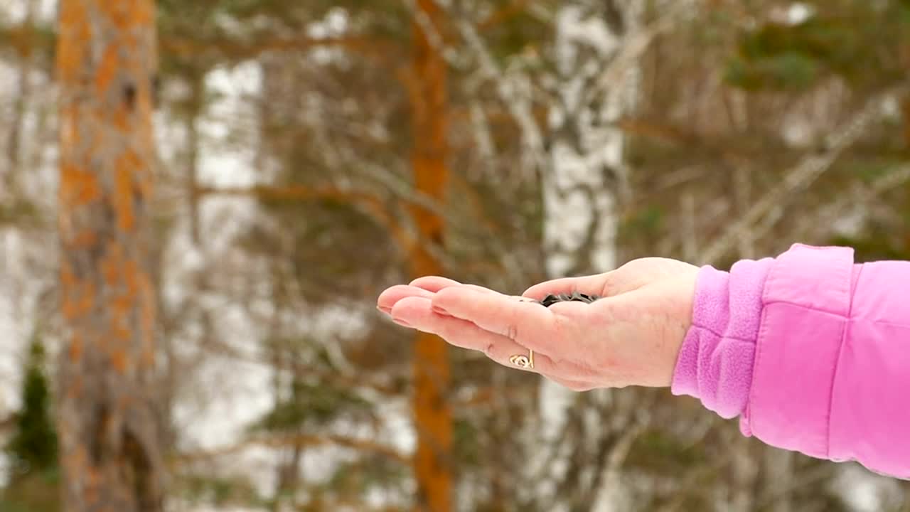 Stock Video Bird Feeding From Womans Hand Live Wallpaper For PC