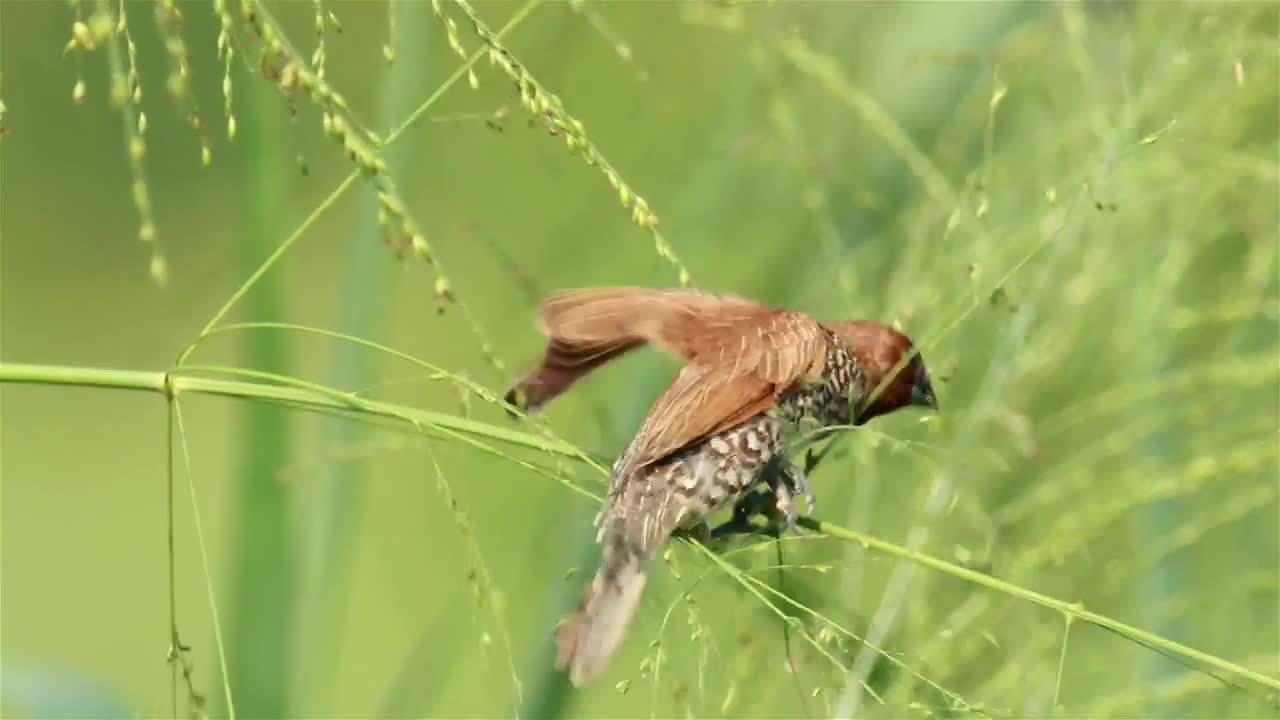 Stock Video Bird Climbing On Wildflowers Live Wallpaper For PC