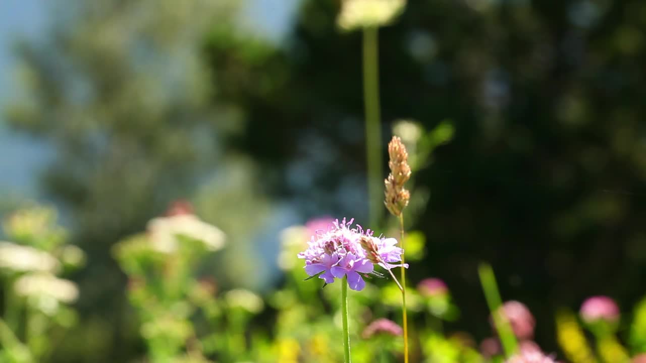 Stock Video Bee Pollinating Flowers Live Wallpaper For PC