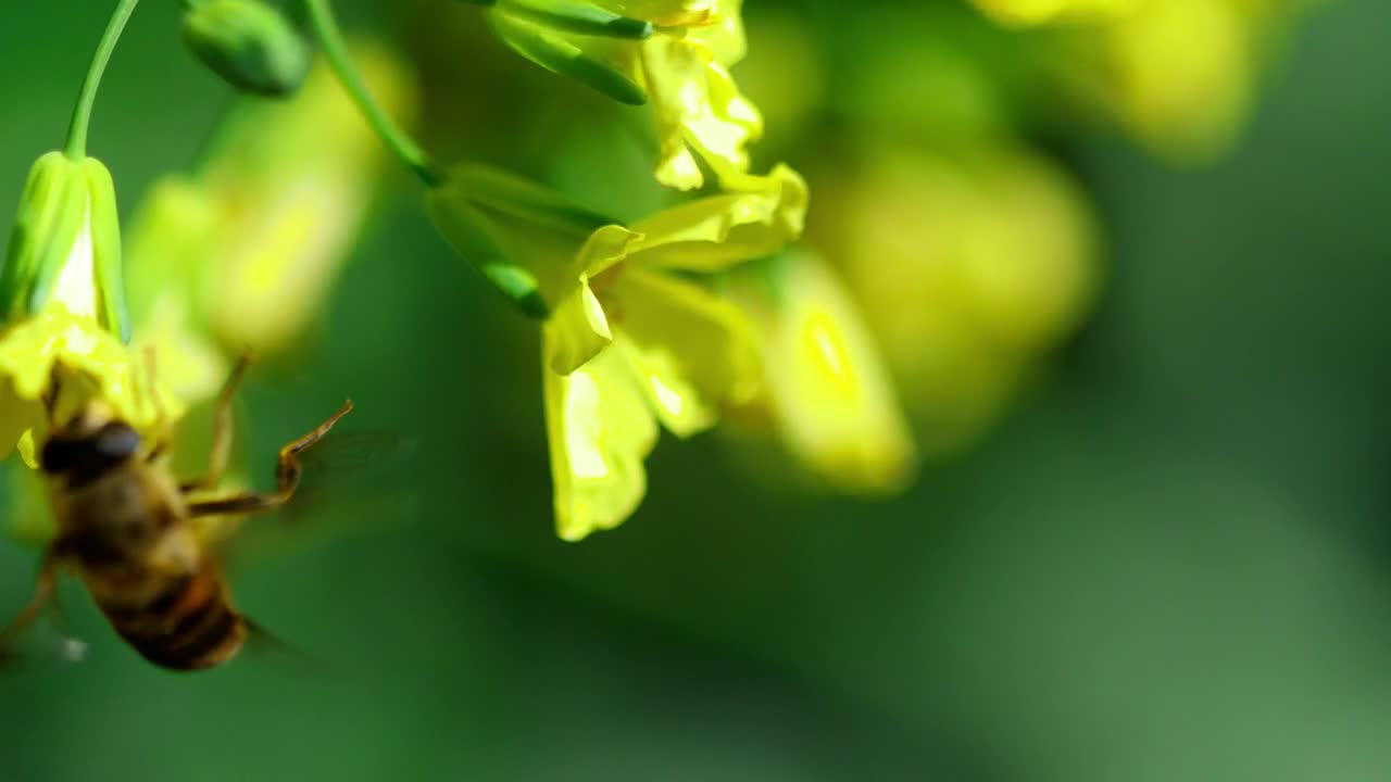 Stock Video Bee On A Yellow Flower In A Green Background Live Wallpaper For PC