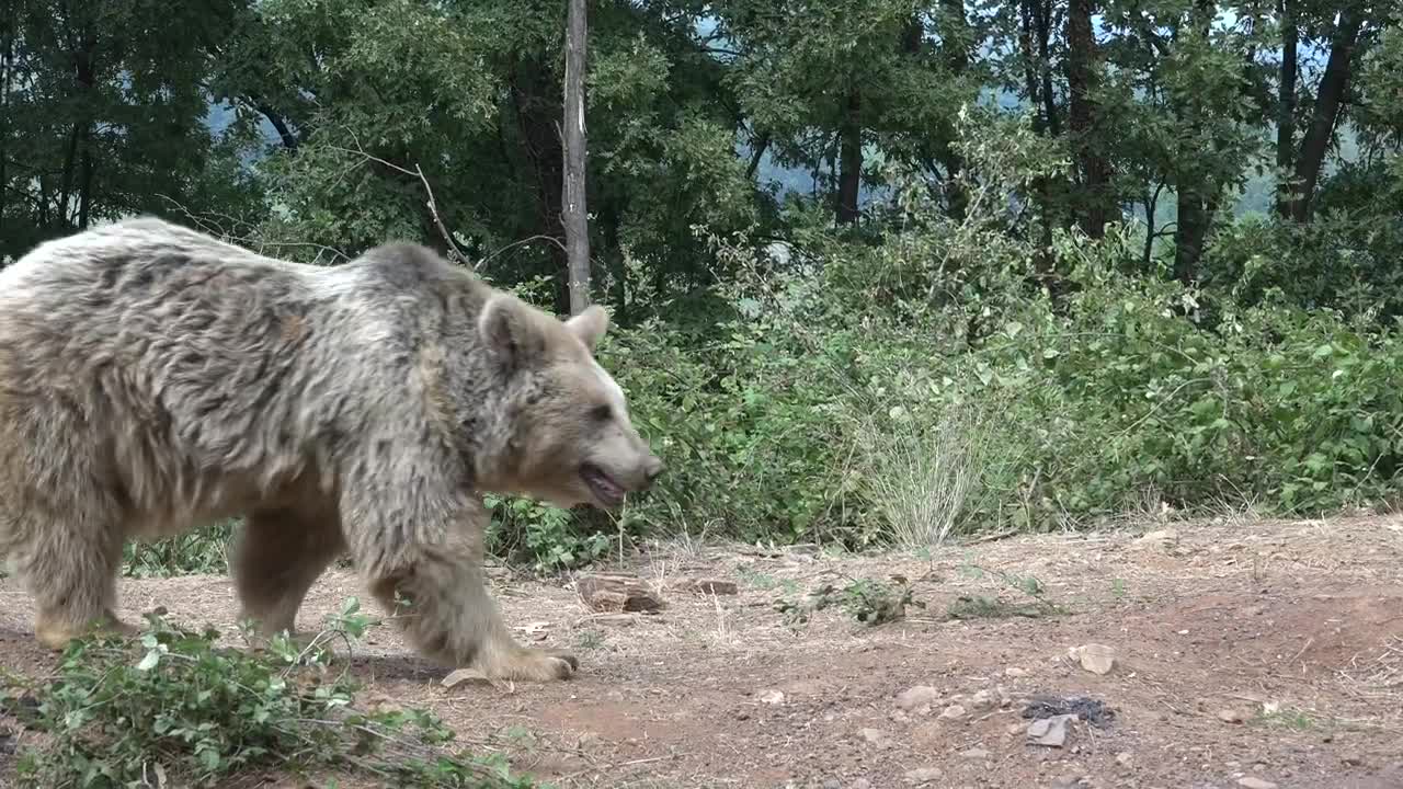 Stock Video Bear Walking In The Forest Live Wallpaper For PC