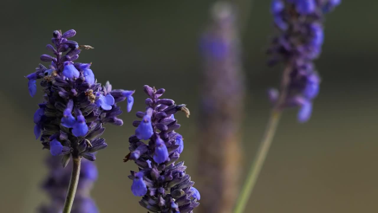 Video Stock Closeup Of Lavender Field Live Wallpaper For PC