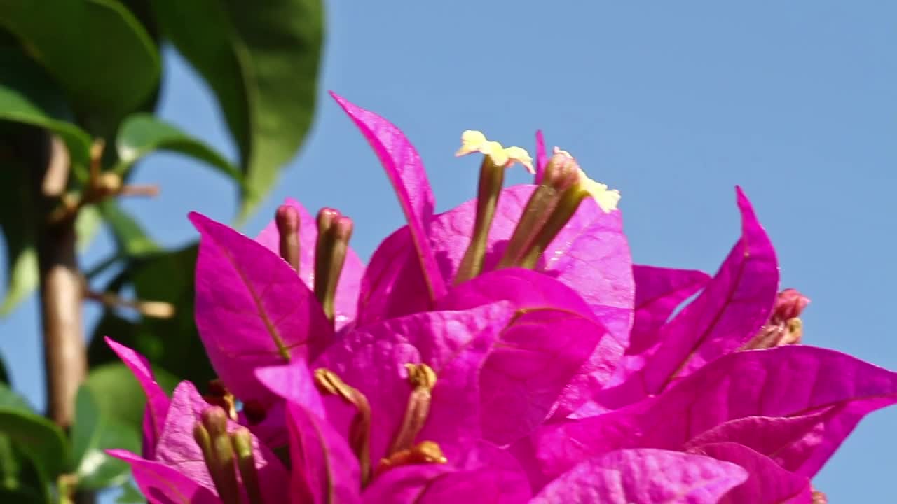 Video Stock Closeup Of Bougainvillea Live Wallpaper For PC