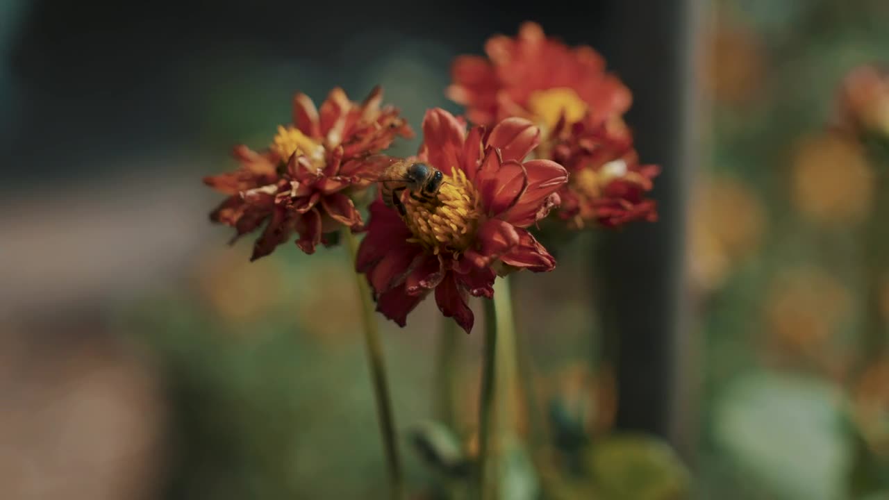 Video Stock Closeup Of A Bee On A Red Flower Live Wallpaper For PC