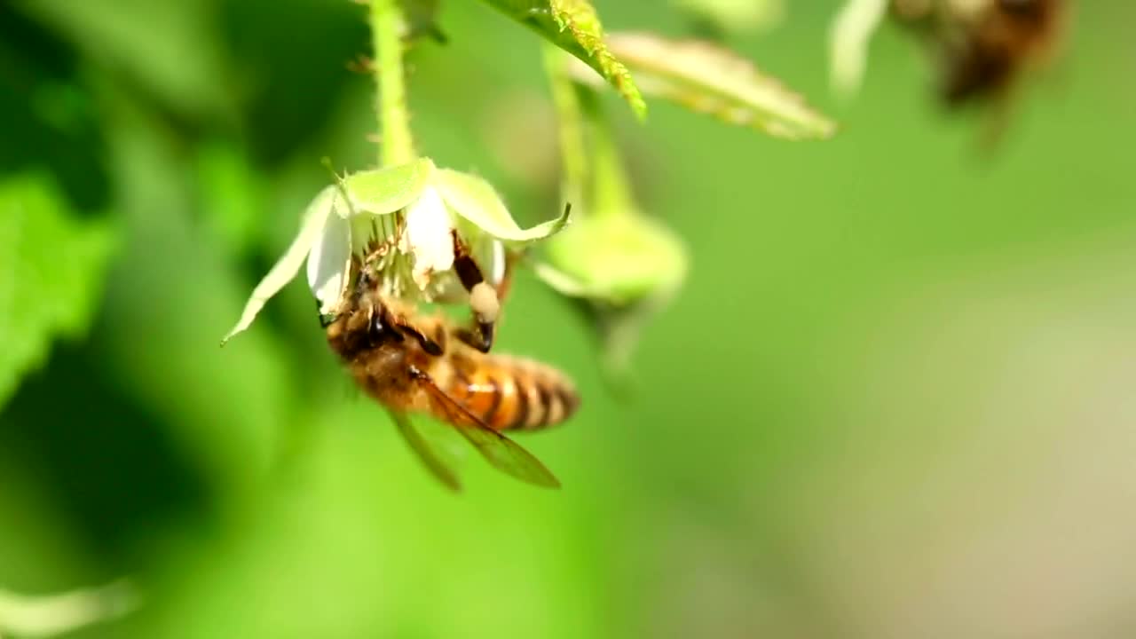Video Stock Closeup Of A Bee On A Flower Live Wallpaper For PC