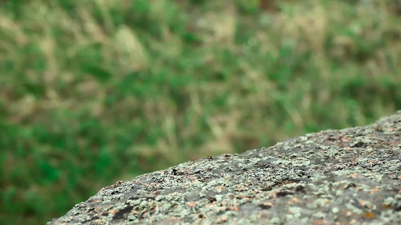 Video Stock Climbers Helping Each Other Live Wallpaper For PC