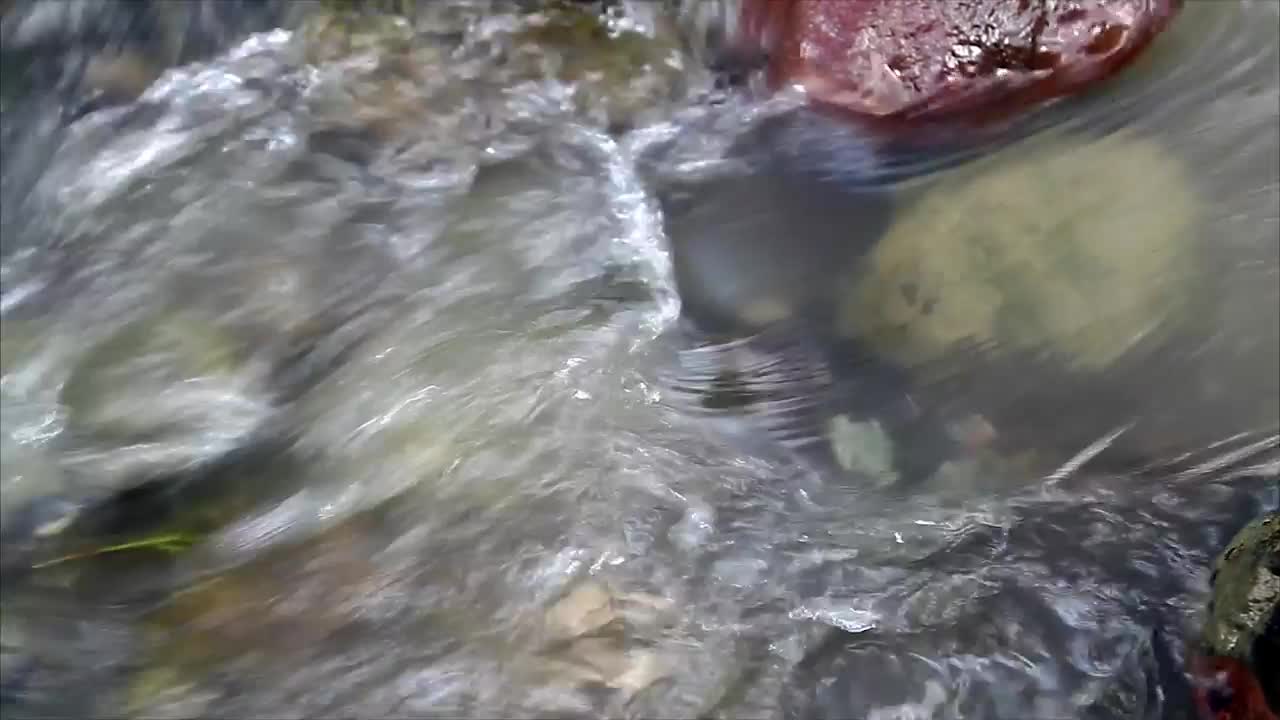 Video Stock Clear Stream During The Rain Live Wallpaper For PC