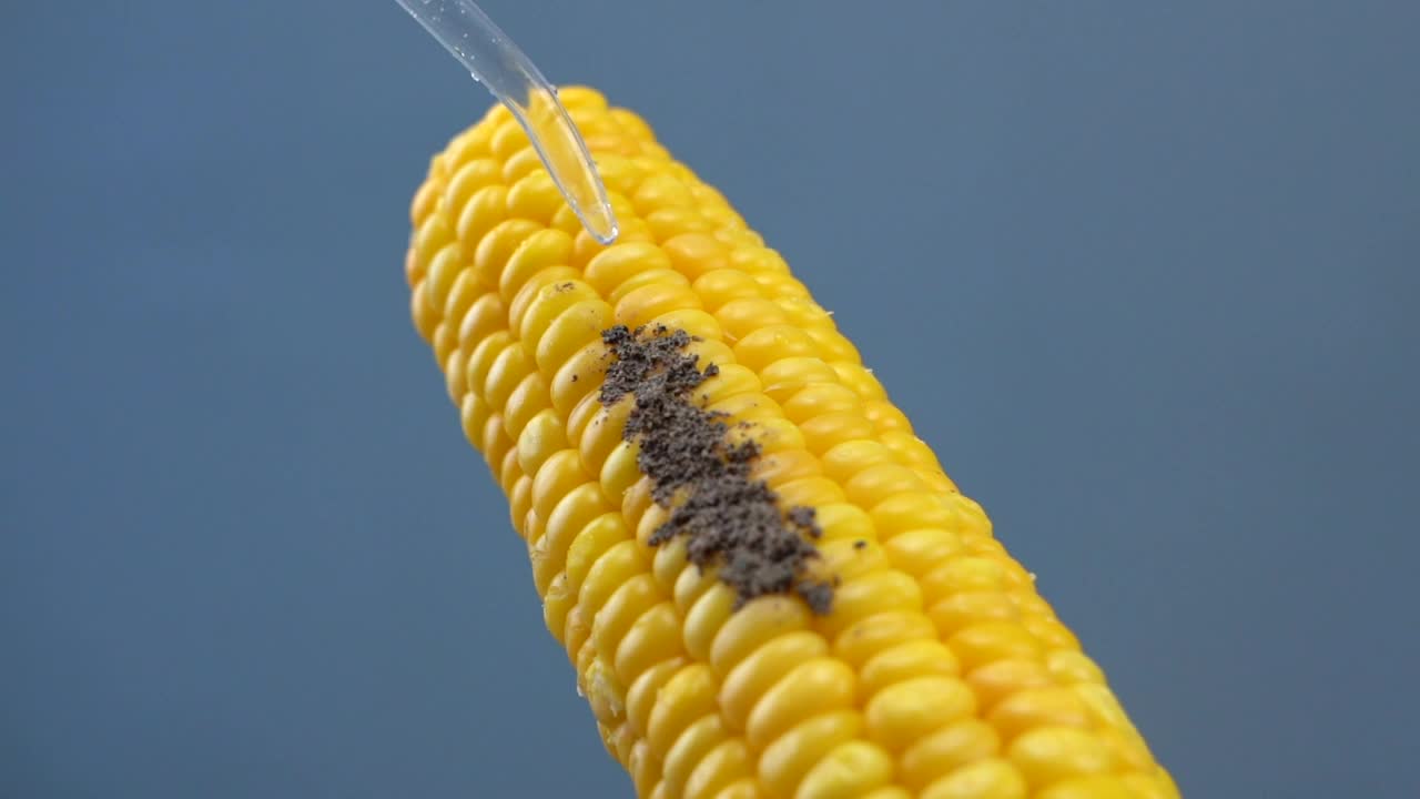 Video Stock Cleaning Corn With Water Live Wallpaper For PC