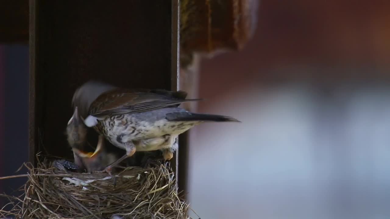 Video Stock Chicks In The Nest With Mom Live Wallpaper For PC