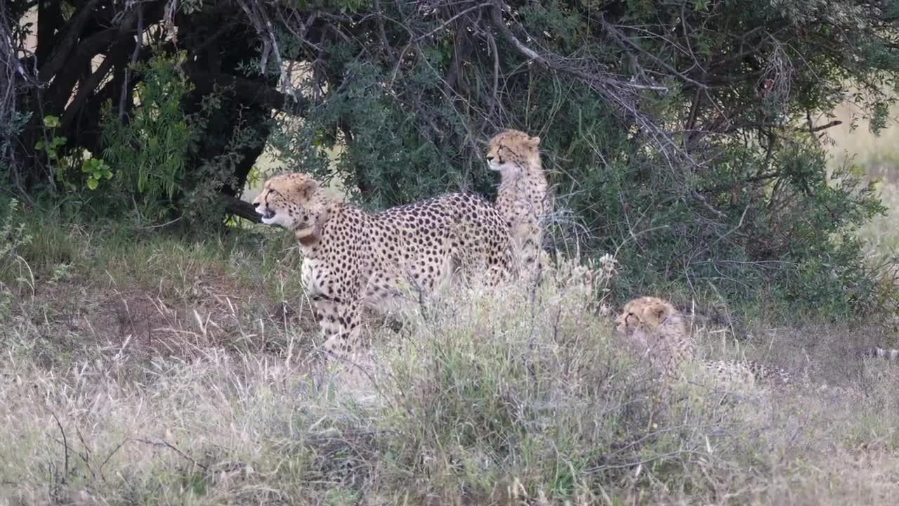 Video Stock Cheetah Walks Away From The Herd Live Wallpaper For PC