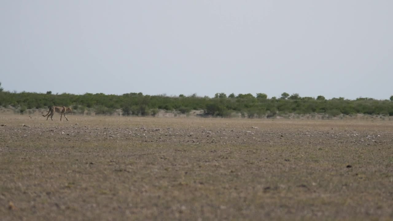 Video Stock Cheetah Hunting On A Herd Of Wildebeest Live Wallpaper For PC