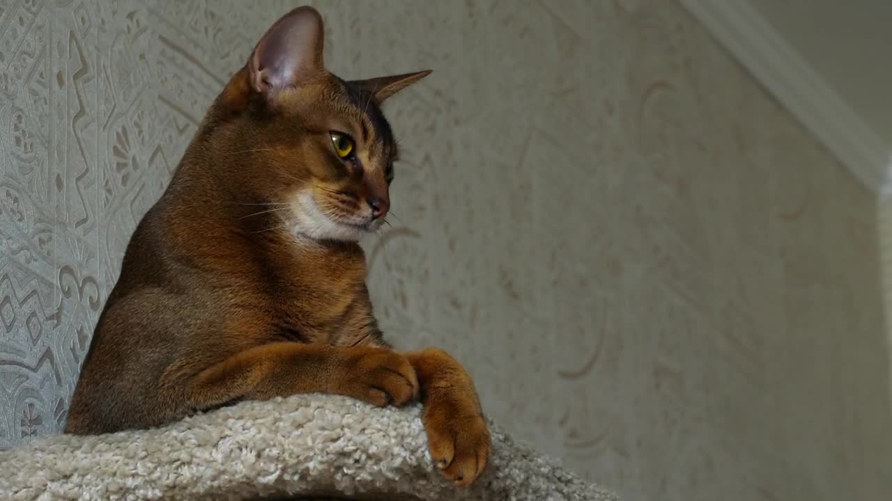 Video Stock Cat Resting At Home Live Wallpaper For PC