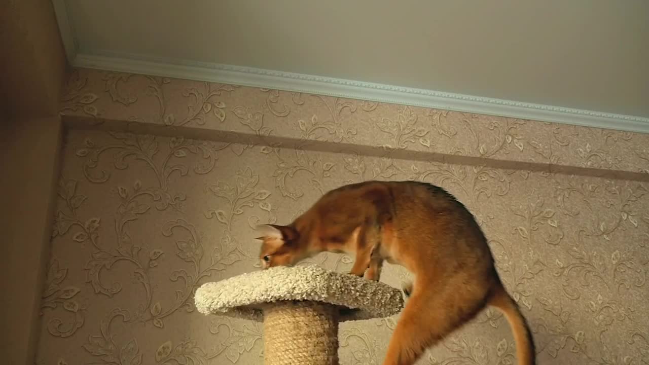 Video Stock Cat Playing With Ball Live Wallpaper For PC