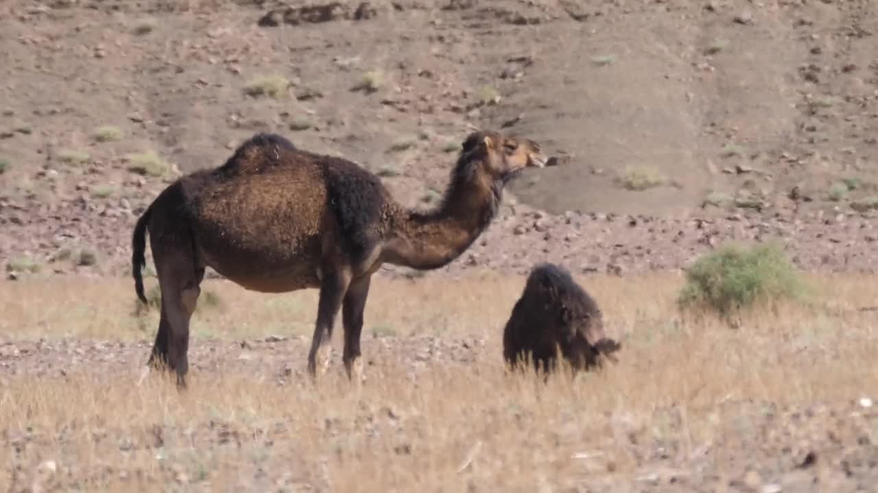Video Stock Camel With A Baby Live Wallpaper For PC