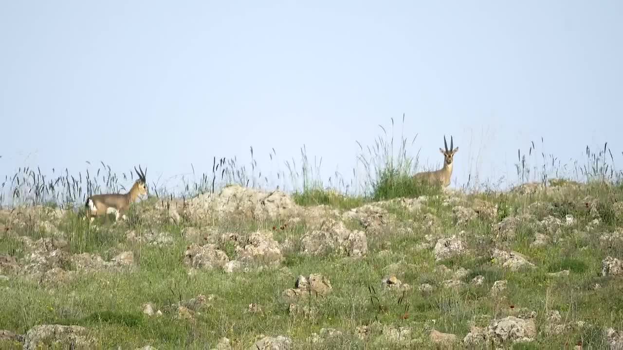 Stock Video Deer Family Walking In The Mountain Live Wallpaper For PC