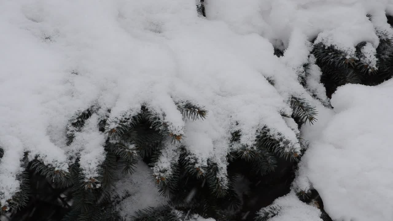 Stock Video Deep Snow Falling Across A Garden Live Wallpaper For PC