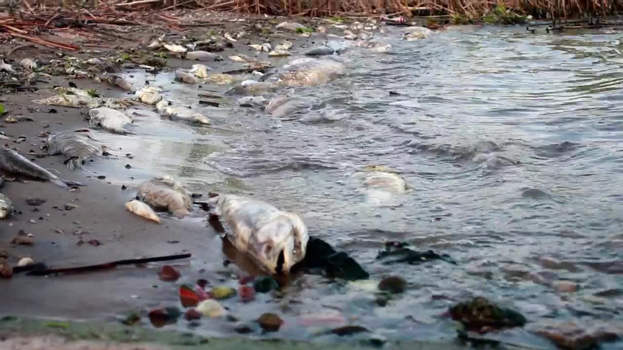 Stock Video Dead Fish In A Polluted Shore Live Wallpaper For PC