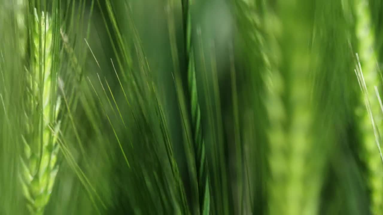 Stock Video Crops Blowing In The Wind Live Wallpaper For PC