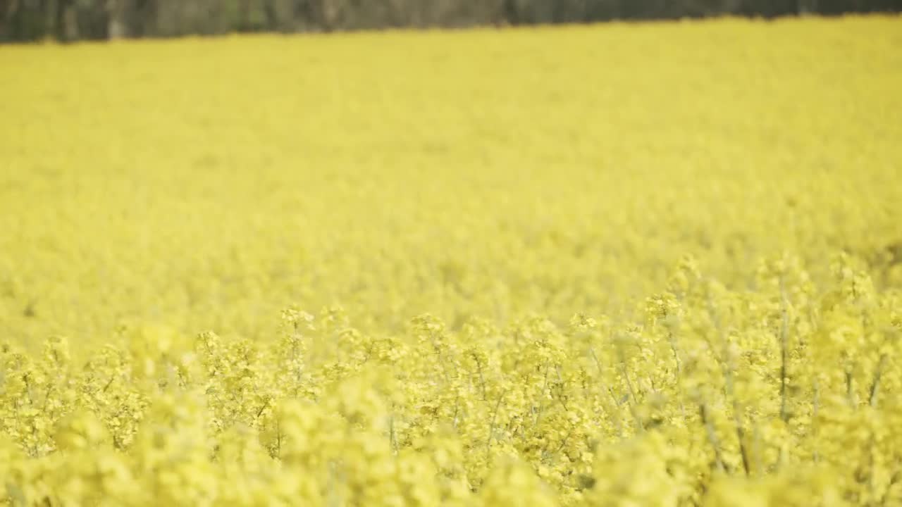 Stock Video Crops Blowing In The Breeze Live Wallpaper For PC