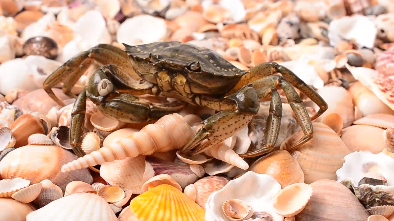 Stock Video Crab Walking Over Shells Live Wallpaper For PC
