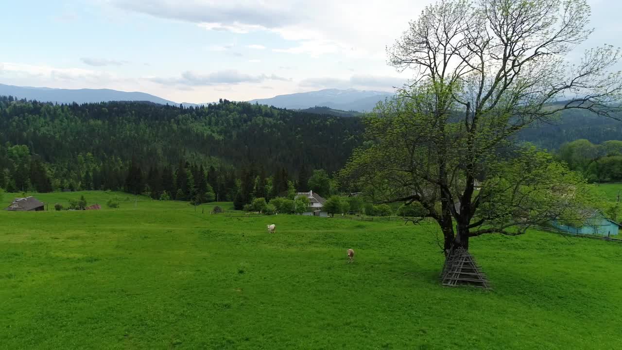 Stock Video Cows Eating Grass In A Pasture Field Live Wallpaper For PC