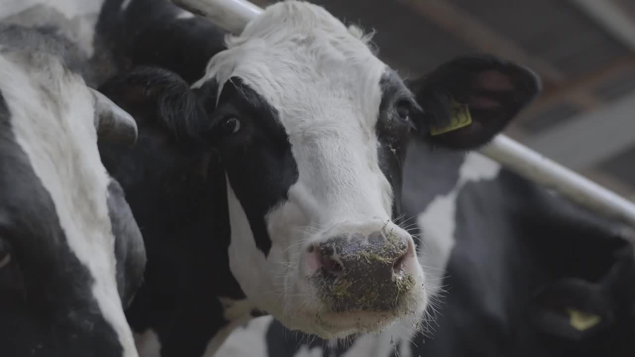 Stock Video Cow In A Stable Chewing Its Food Live Wallpaper For PC