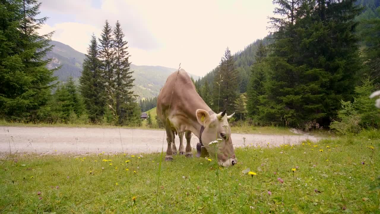Stock Video Cow Grazing In The Countryside Live Wallpaper For PC
