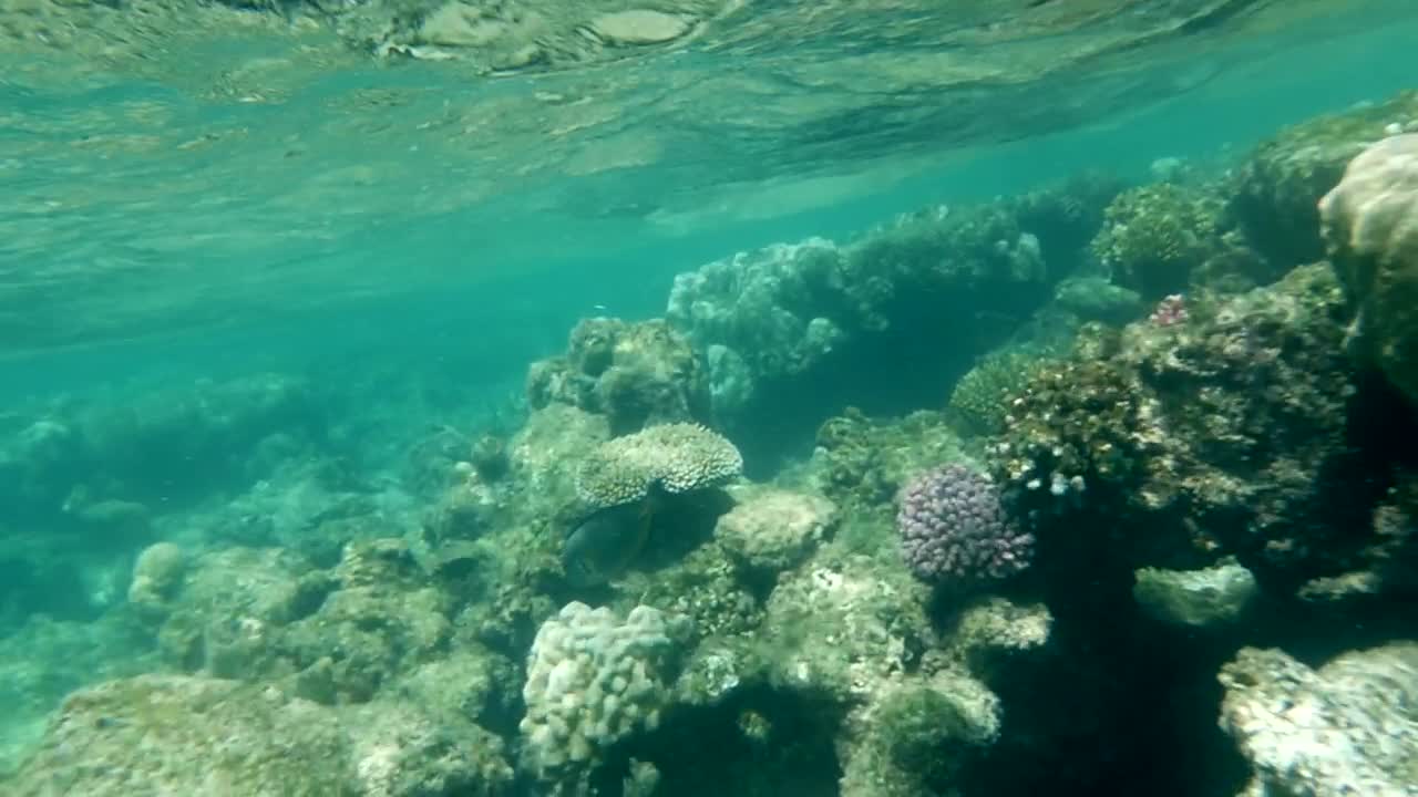 Stock Video Coral Reef In Shallow Water Live Wallpaper For PC