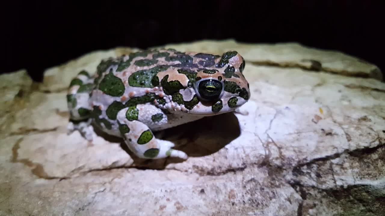 Stock Video European Green Toad Winks Live Wallpaper For PC