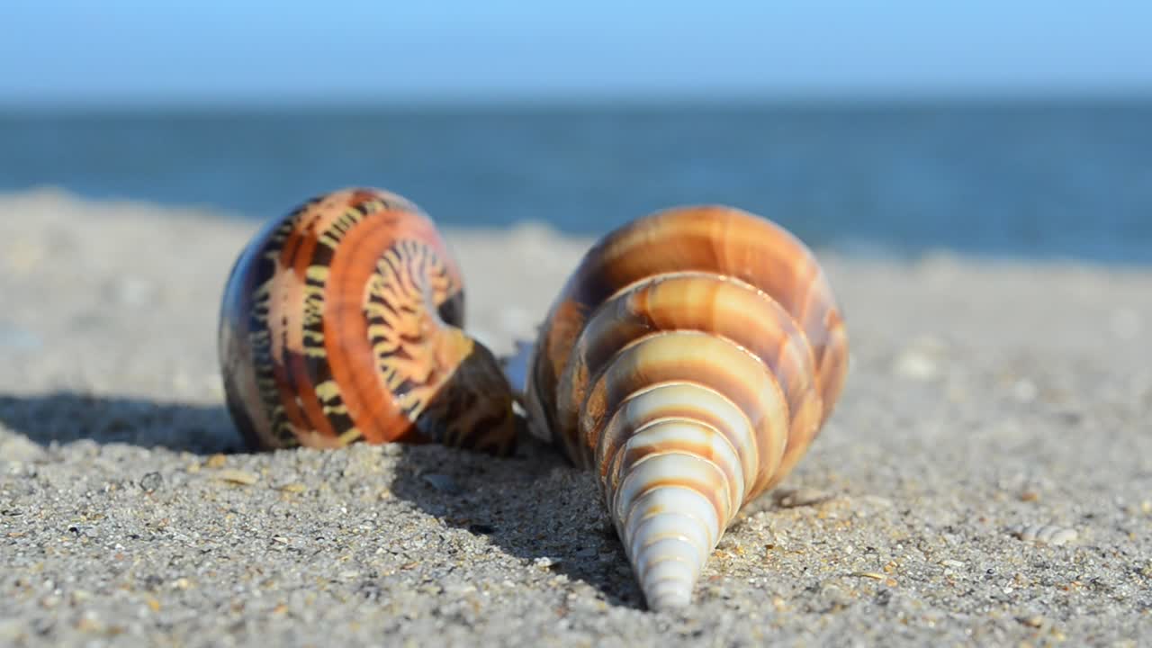 Stock Video Empty Shells On The Beach Live Wallpaper For PC