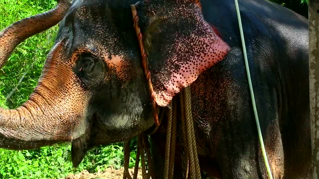 Stock Video Elephant Taking A Shower Live Wallpaper For PC