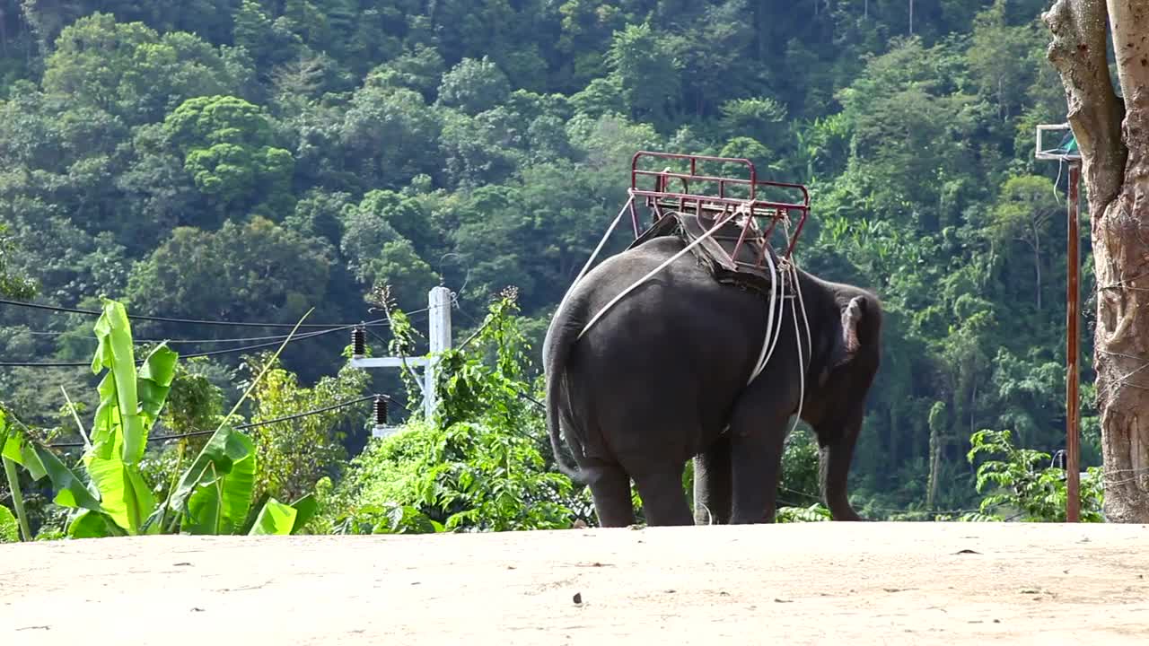 Stock Video Elephant Moving With Rhythm Live Wallpaper For PC