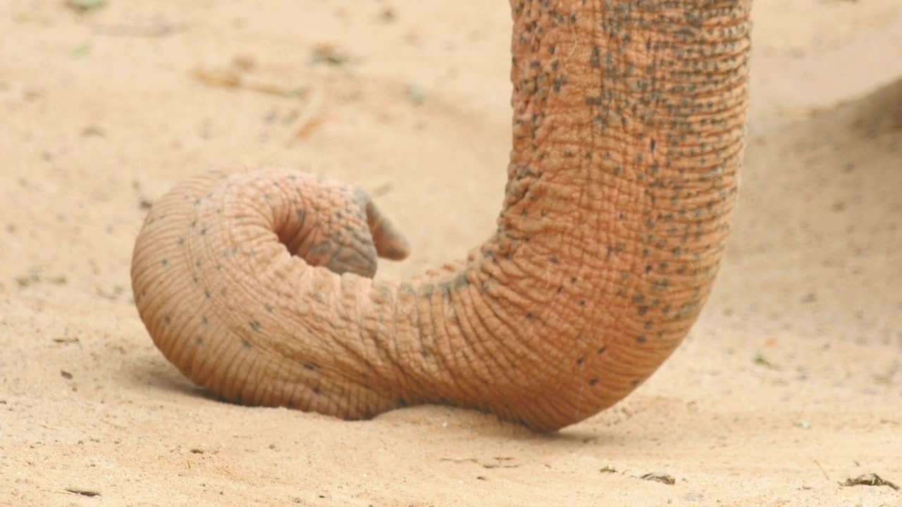 Stock Video Elephant Horn In The Ground Live Wallpaper For PC