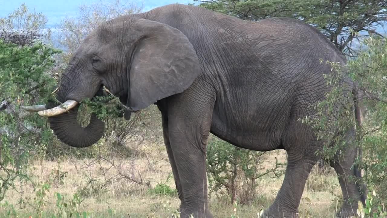 Stock Video Elephant Eating Leaves Live Wallpaper For PC